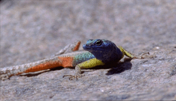 hootbird:chalkandwater:Life in Cold Blood - Dragons of the Dry (2008)shingleback!!!