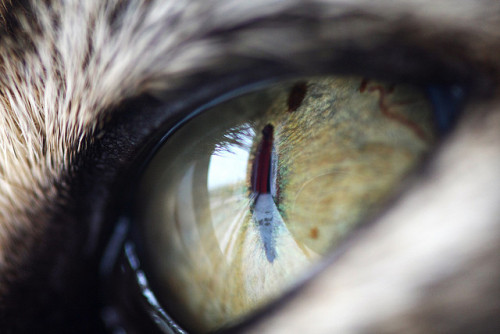 Cat&rsquo;s eye by turgidson on Flickr.