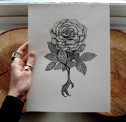 bellesandghosts:  Original Ink drawing. CLAWED ROSE. A4 size acid free pen & ink drawing. 