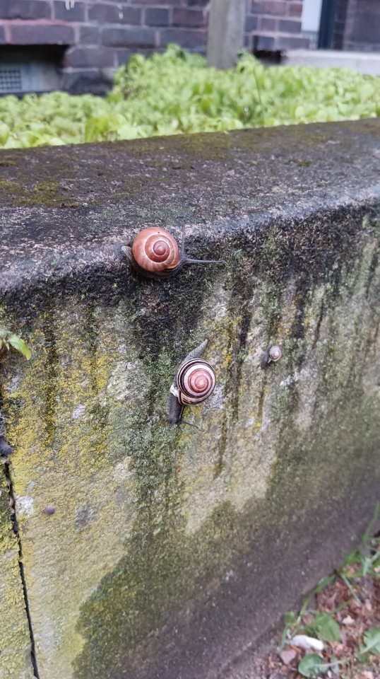 I Saw A Lot Of Snails Today