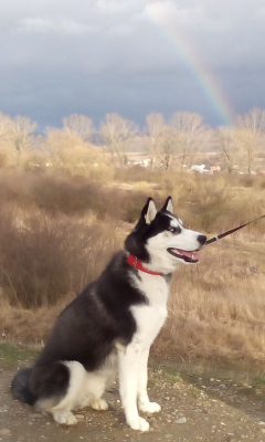 Thor the Husky