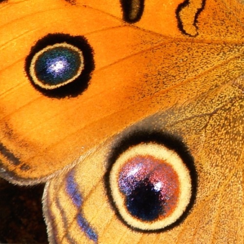 sinobug:The Butterfly Effect I (of IV)  Details from the wings of Chinese butterflies from my image 