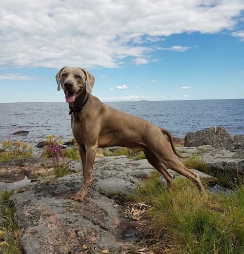 weimaraner