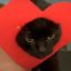 blue-basement-cat-blog