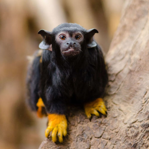 synapsid-taxonomy:kellyclowers:luffik:Let me introduce you to…Red Handed Tamarin…who looks like a ba