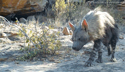 typhlonectes: crocutalupus: x  Brown hyena (Hyaena brunnea)  outside of its den in South Africa 