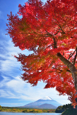earthyday:  Scarlet Japanese Maple Leaves x Takashi