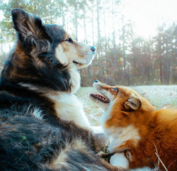 awwww-cute:  And so the fox fell in love