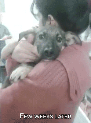 sizvideos:An abused dog is stroked for the first time - Watch the full video