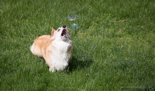 Waffles - The most majestic of corgi beasts.