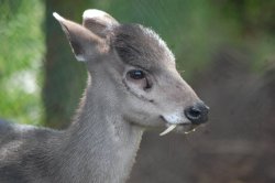 nymphadile:  The Tufted Deer Tufted deers are a small species of deer that are found in China. They are mainly solitary creatures, sometimes found in pairs, and they are very shy. Also, majestic fangs. 