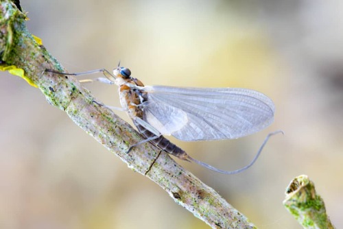 Eintagsfliege (Dun) #eintagsfliege #mayfly #dun #flytying #flytyingjunkie #fliegenbinden #fotografie