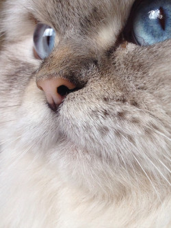 magical-meow:  Blue eyed cat by Yousef Shanti