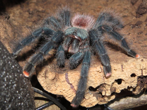 Pinktoe Tarantulas (Avicularia avicularia) are arboreal spiders native to Central and South America.