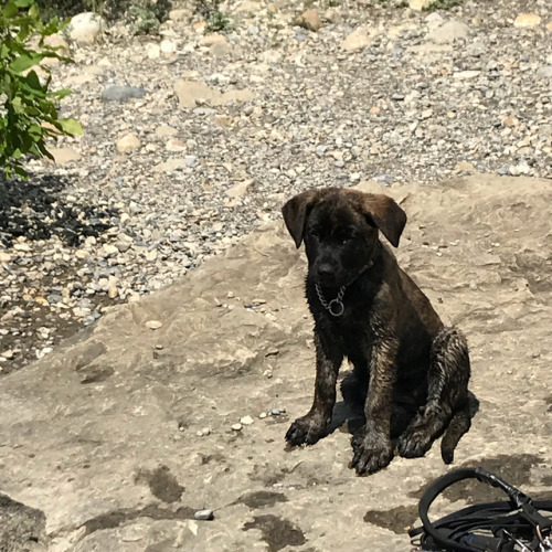 Added another #jeepdog to the family a few weeks ago. She came along on a trail run on her second da