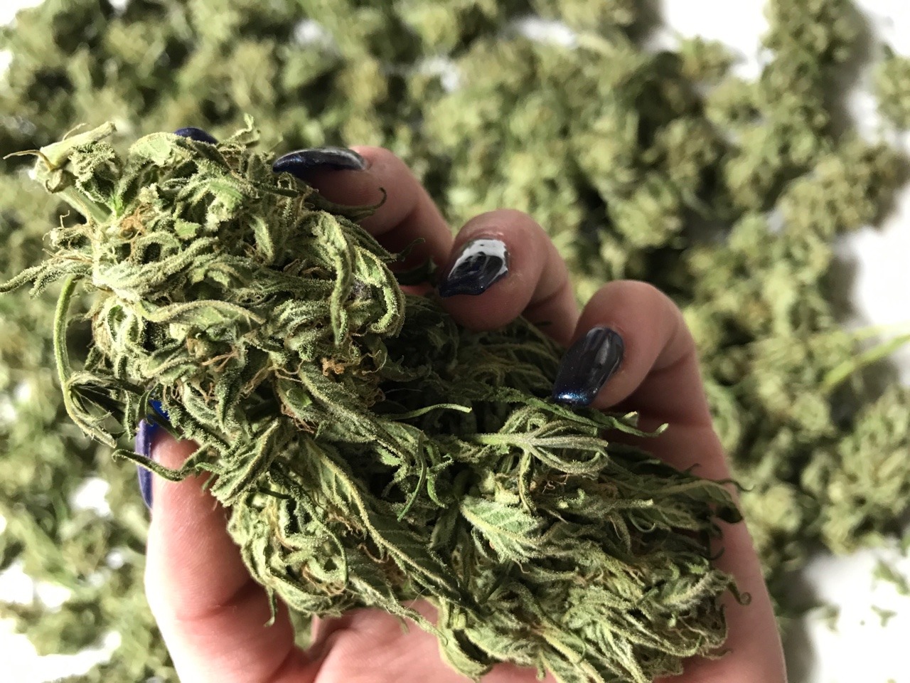 indicasprincess:  My grow / trim season mood board 💚💛