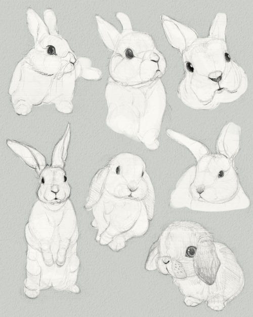 Bunnies, bunnies, and more bunnies!! A selection of some sketch studies from the past week or so. Ma