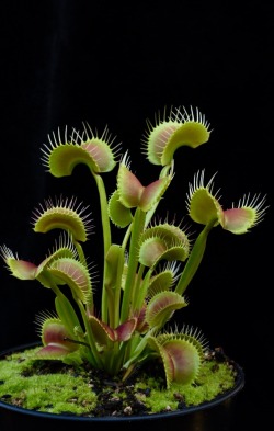 jeremiahsplants:  Beautiful Venus Flytraps clones from the greenhouse May 2016  -Jeremiah- 