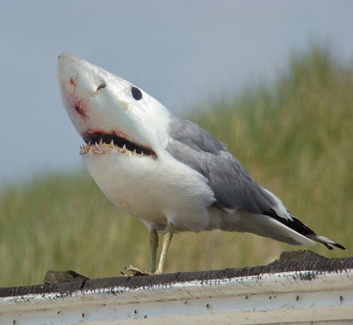 why-am-i-awake:  i-cant-decide-on-a-good-url:  omgbuglen:  Animals of a Parallel