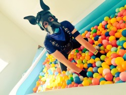 scoutpupp:  Puppy found a ball pool!!!!