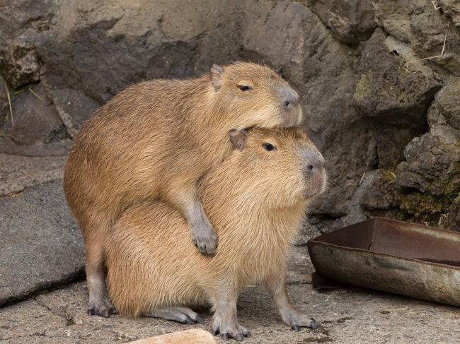 Capybara sitting on a Capybara