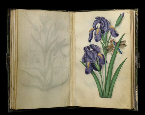 Master of Claude de France, Book of Flower Studies, ca. 1510–1515. The Cloisters Collection, metmuse