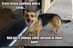 shijohn:  insert-awesome-title-here:  titsorgtfololjkyoucanstay:  Tell me these are not the most adorable dogs ever.  CORGIFY EVERYTHING   Loves it lol  Corgi/Husky for the win!