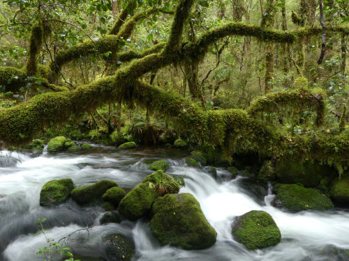 90377: Duffy Creek ~ Victoria Forest Park by Steve Reekie