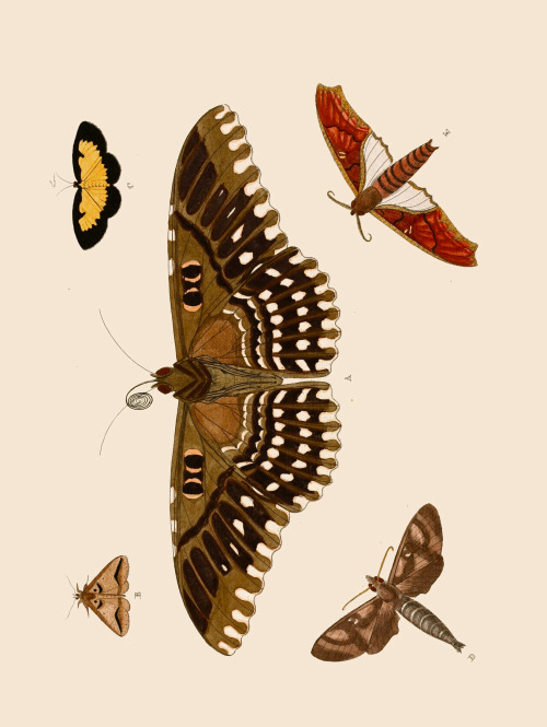 The Beauty Of Moths