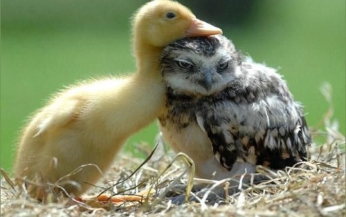 ducklingcentral:When someone you don’t like hugs you