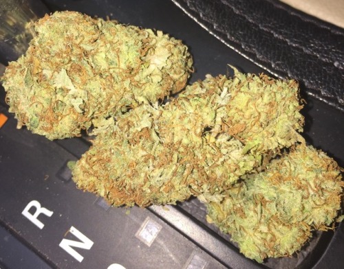 OG Shark (a Canadian strain)