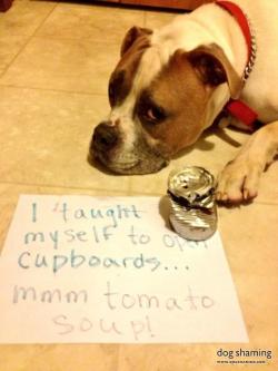 dogshaming:  I was trying to make you dinner!  I taught myself to open cupboards…mmm tomato soup!