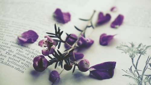 suzyhazelwood: “I must have flowers, always, and always.” Claude Monet