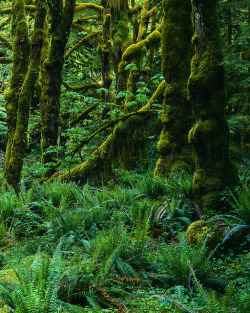 heyfiki:  Northwest Temperate Rainforest Washington, USA by INGEAG on Flickr.