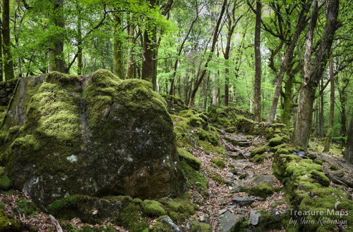 thefierybiscuit: A mossy boulder by the trackway