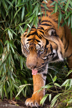 bigcatkingdom:  Carlos (by Cloudtail)