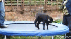 easterelf:  shutupgrayce:  conflictingheart:  Animals Jumping on Trampolines  This is the only thing to make me laugh today.  OMG THE BISON THOUGH HIS LITTLE TAIL WAGGING AS HE MUSHES HIS FACE IN 