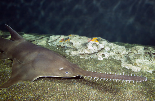 There has been much speculation as to the purpose of the sawfish’s saw.  Speculation was 