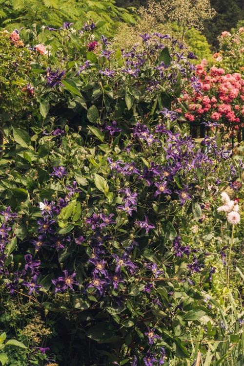 speir-s: Monet’s Garden in Giverny, France by Jamie Beck