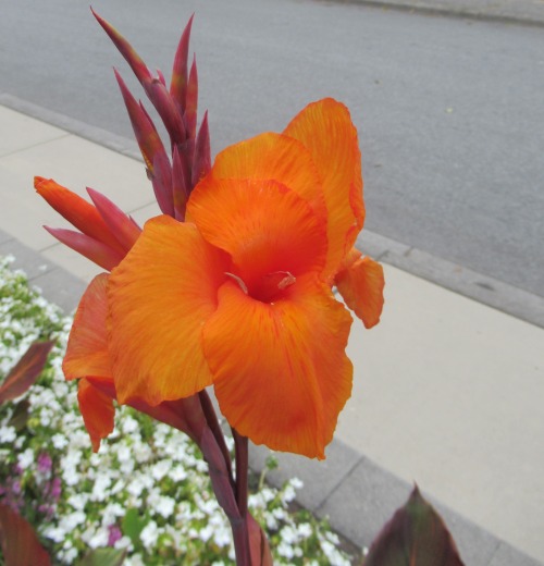 flowerishness:    Canna hybrida (Large-flowered Cana Lily)Cana lilies are one of the world’s oldest domesticated crops and they were grown by the people of tropical and sub-tropical  South and Central America as a staple food crop. Cana lilies are