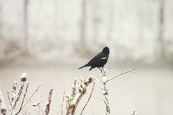 sinkling:  Red-winged Blackbird by Emily