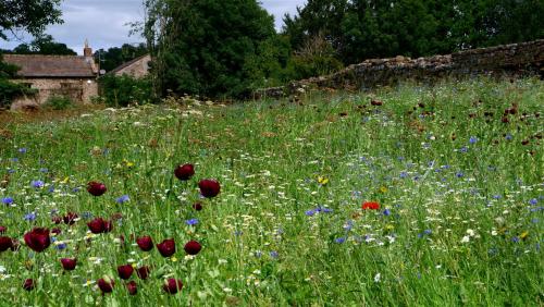 Wild Flower Garden at Easby Abbey, North Yorkshire, England.