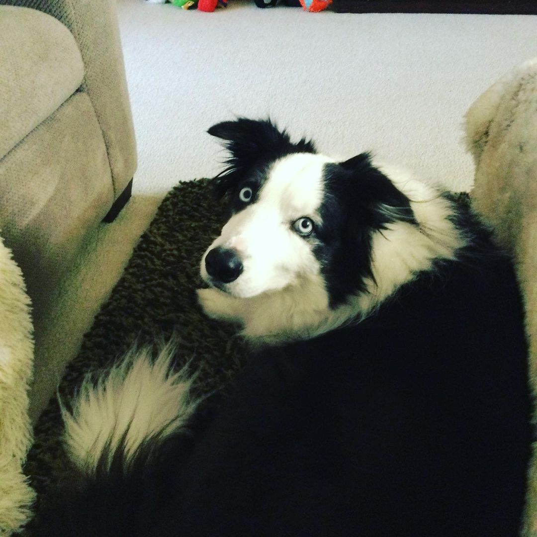 The floofers. He’s so happy to be near the fire place. He also wants cookies. Bless him. Happy Wednesday!...