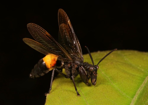 sinobug: Wasp-Mimic Mantisfly (Euclimacia sp., Mantispinae, Mantispidae)  by Sinobug (itchydogimages