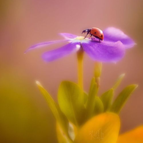 Happy Weekend  #ladybug #macro #iso100colors #macro_delight #raw_community #macrophotography #macro_