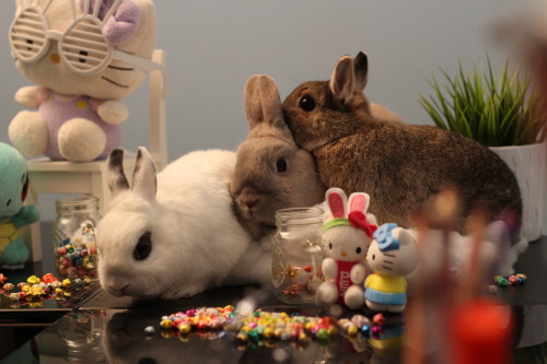 pycbunnies:  I have to tell you a big secret, but don’t tell any bunny!!!! 