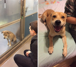 generally:  uoa:  mayahan:  Before &amp; After Pics Show The Difference A Day Of Adoption Can Make To A Shelter Pet   im crying tears of jesus   cry.. ing… rn… 