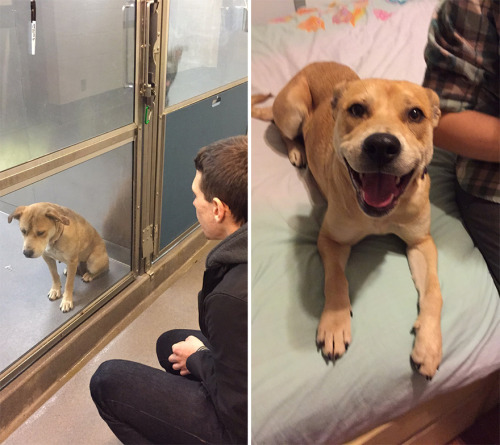 generally:  uoa:  mayahan:  Before & After Pics Show The Difference A Day Of Adoption Can Make To A Shelter Pet   im crying tears of jesus   cry.. ing… rn… 