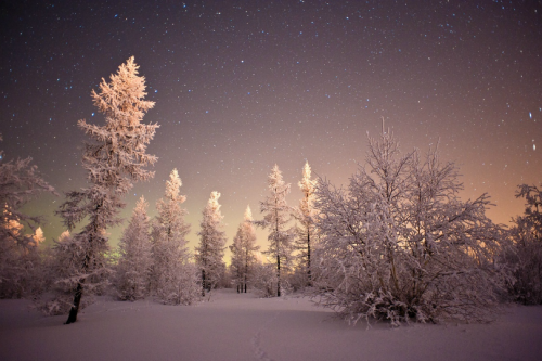 tulipnight: Polar Night by Andrey Snegirev 