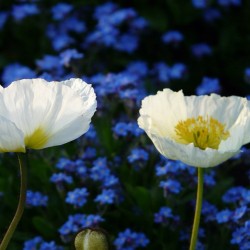 thepoisondiaries:  #beautiful white #poppies